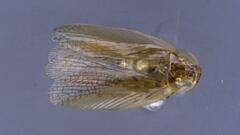 Neoblattellini
