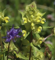 Rhinanthus freynii