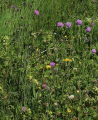 Knautia longifolia