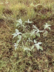 Helianthus argophyllus