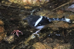 Enicurus leschenaulti