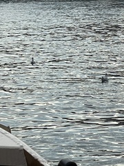 Chroicocephalus ridibundus