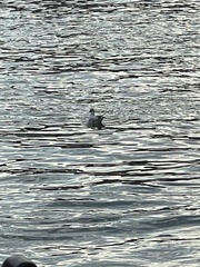 Chroicocephalus ridibundus