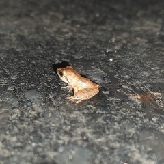 Pseudophilautus wynaadensis