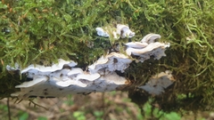 Skeletocutis nemoralis