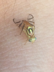 Zonosemata vittigera