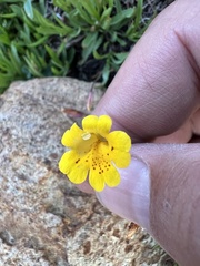 Erythranthe linearifolia