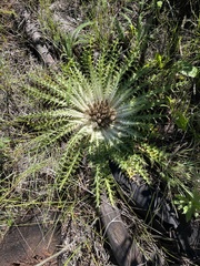 Cirsium tioganum