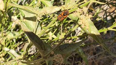 Vincetoxicum dionysiense