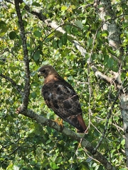 Buteo jamaicensis