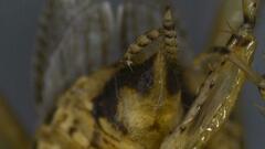 Neoblattellini