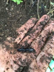 Plocamostethus planiusculus