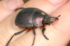 Chalconotus convexus