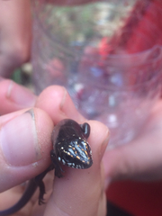 Plestiodon obsoletus