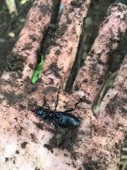 Plocamostethus planiusculus