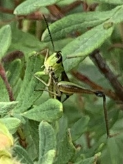 Pseudochorthippus curtipennis