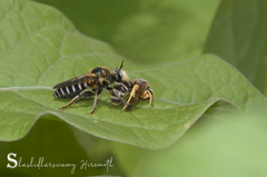 Laxenecera albicincta