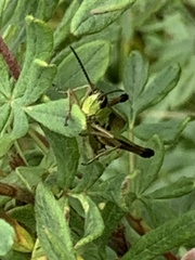 Pseudochorthippus curtipennis