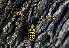 Aristobia approximator