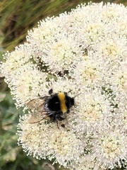 Bombus jonellus