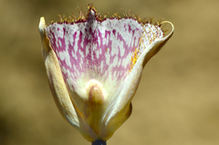 Calochortus fimbriatus