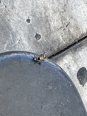 Mallophora fautrix