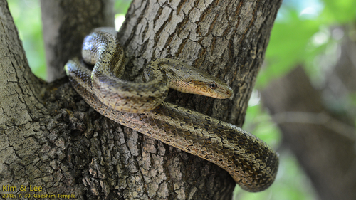 Steppe Ratsnake