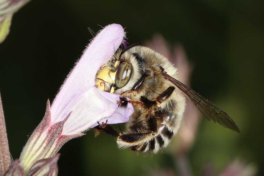 Anthophora fulvitarsis