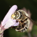 Anthophora fulvitarsis - Photo (c) merce_galbany_casals, alguns direitos reservados (CC BY-NC), uploaded by merce_galbany_casals