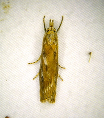 Occidentalia comptulatalis