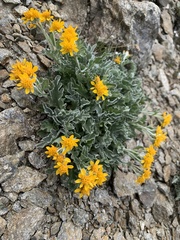Jacobaea carniolica