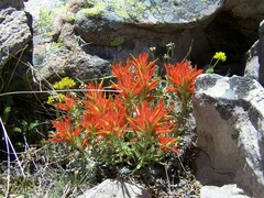 Castilleja applegatei viscida