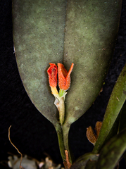 Acianthera pollardiana
