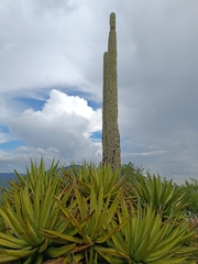 Agave kerchovei