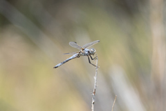 Libellula composita