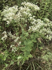 Eupatorium pubescens
