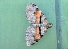 Xanthorhoe packardata