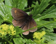 Erebia pharte