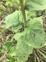 Eupatorium pubescens