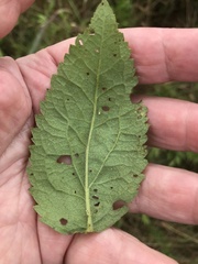 Eupatorium pubescens