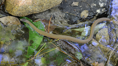 Hebius vibakari