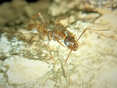 Camponotus ionius