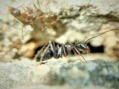 Camponotus ionius
