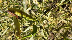 Vincetoxicum dionysiense