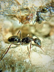 Camponotus ionius