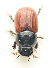 Aphodius