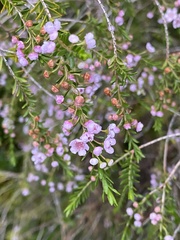 Thryptomene