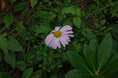 Tanacetum coccineum
