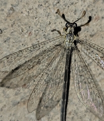 Clathroneuria coquilletti