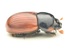 Aphodius